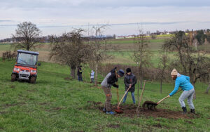 Baumsorten werden auf Streuobstwiese gepflanzt. Foto: Sr. Doris Leik